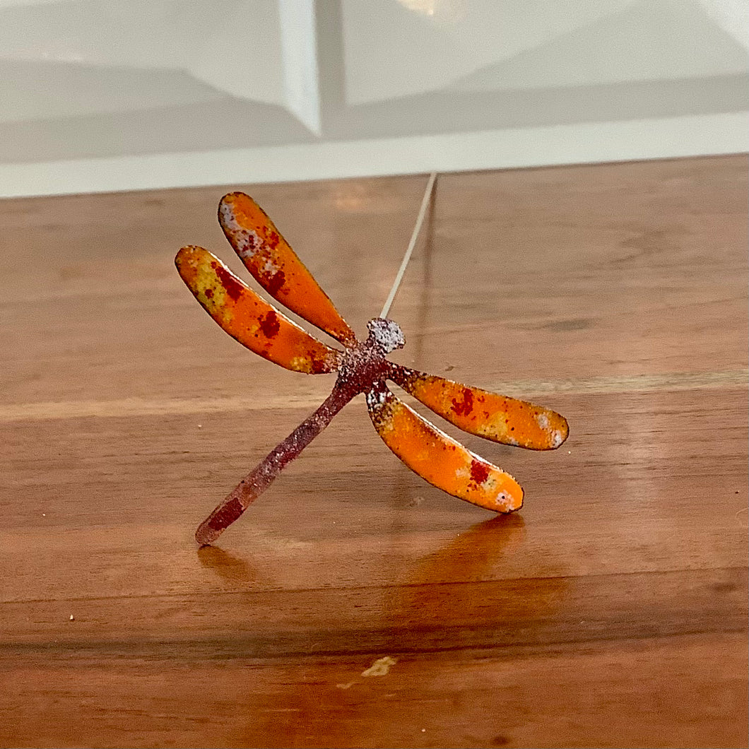 Orange Small Copper Dragonfly